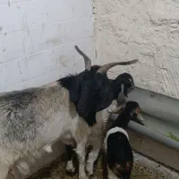 بز با بزغاله هاش