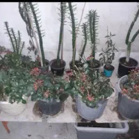 گلدان