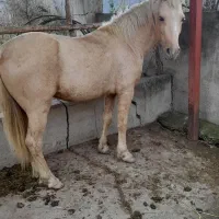 اسب سمند۳ساله نر