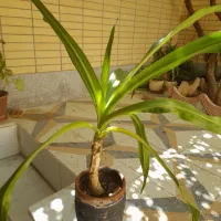 مقداری گل شاداب باقیمت مقطوع|گل و گیاه طبیعی|اصفهان, بابوکان|دیوار