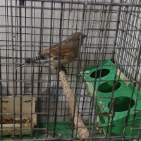 با سلام/سهره سینه سرخ نر|پرنده|قزوین, |دیوار