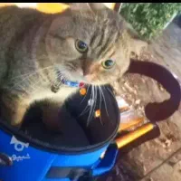 گربه اسکاتیش