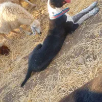 یک عددسگ آلابای یکساله معاوضه باسگ قدری جون