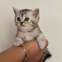 شهر گربه خاص بامزه ( بریتیش پرشین اسکاتیش )|گربه|کرمانشاه, |دیوار