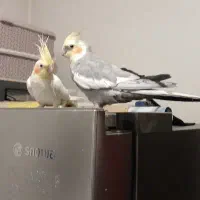 عروس هلندی نرو ماده جفت به همراه قفس لانه وتجهیزات