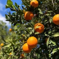 پرتقال درجه یک|خوردنی و آشامیدنی|شیراز, شهرک مهدیه|دیوار