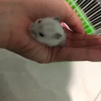 فروش همستر مینیاتوری و قفس