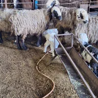 4راس میش جوان|حیوانات مزرعه|مرودشت, نقش رستم|دیوار