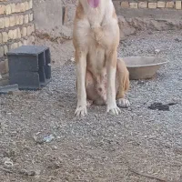 سگ رگه خراسانی سرابی|سگ|پیر بکران, |دیوار