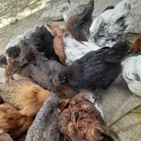 نیمچه مرغ و خروس محلی