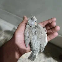 جوجه عروس هلندی اهویی|پرنده|میناب, |دیوار