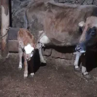 گاو با گوساله