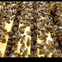 فروش زنبور نژاد کارنیکا