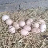 تخم بوقلمون و تخم غاز نطفه دار