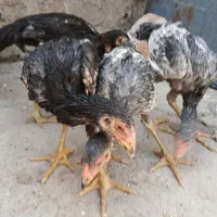 نوچه لاری معاوضه با ماده مرغ یا قناری یابوقلمون یا|حیوانات مزرعه|زاهدان, |دیوار