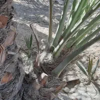 پاجوش برحی|گل و گیاه طبیعی|بندر ماهشهر, |دیوار