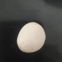 سلام سنگ آسیاب