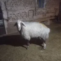 قوچ بختیاری اصیل