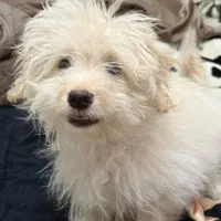 توله سگ مالتیپو