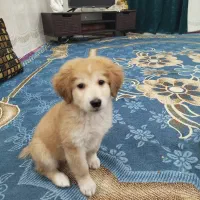 میکس شیتزو وپودل واگذاری رایگان