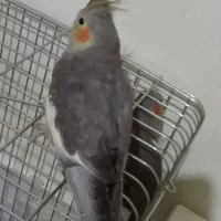 سینامون نر حدودا یکساله سخنگو با نمک سلامت|پرنده|فردیس, فردیس|دیوار