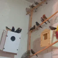 فنچ کینگ|پرنده|هشتگرد, شهرک ولیعصر (مصلی)|دیوار