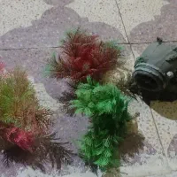 آکواریوم|ماهی|شیراز, آزادگان|دیوار