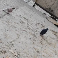 دوتا کفتر دمگیر نر|پرنده|اصفهان, شهید رجایی|دیوار