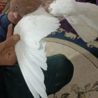 چپ دم سفید جفت خواهر برادر|پرنده|اهواز, فتح|دیوار