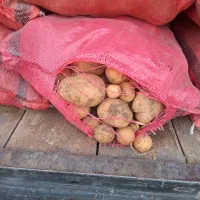 سیب زمینی قروه