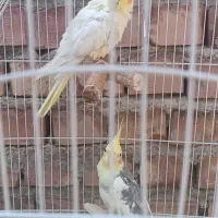 جفت عروس هلندی زیبا همراه با قفس