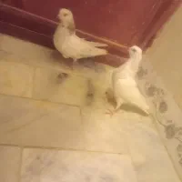 کبوترجفت جوانه پرشی