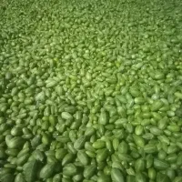 سلام. فروش گلک.
