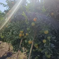 فروش یکجا محصول باغی (نارنگی پیج درجه ۱ )