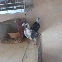 جفت بزک نره وماده به شرط|پرنده|شهرضا, |دیوار