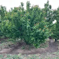 باغ ۵۰۰متری بر اصلی باغستان|فروش زمین و ملک کلنگی|تهران, سعیدآباد|دیوار
