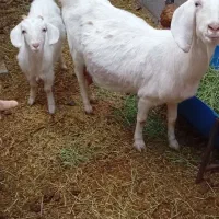 پنیر و ماست گوسفند