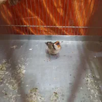 سهره جفتی|پرنده|مریوان, |دیوار