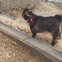 یک عدد کهر تخمی شش ماهه با یک عدد بره تخمی|حیوانات مزرعه|ایذه, |دیوار