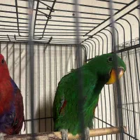 اکلکتوس وسماری