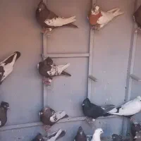 کبوتربهبهانی|پرنده|مرودشت, کوشک|دیوار