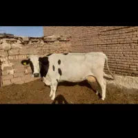 نیازمند شریک بابت راه اندازی گاوداری کوچک