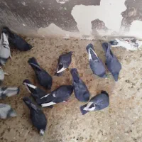 کبوتر سوراخ