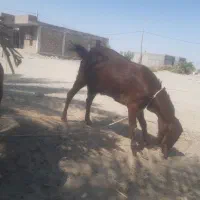 دوتادبز|حیوانات مزرعه|پشتکوه (سیستان و بلوچستان), |دیوار