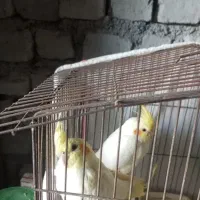 جوجه عروس هلندی 80 روزه معاوضه