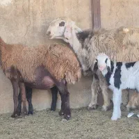 تعداد ۱۳راس میش قزل افشار بره دار ۱۴راس بره|حیوانات مزرعه|طسوج, |دیوار