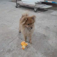 سگ پا کوتاه چهار ماهه به نام تدی