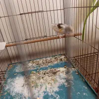 قناری جفتی سهره|پرنده|پاکدشت, پاکدشت (مامازند)|دیوار