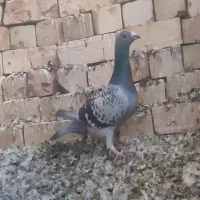 سبز المان مسافتی|پرنده|نیشابور, چمبران|دیوار