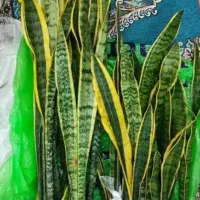 سانسوریا فقط 50هزار